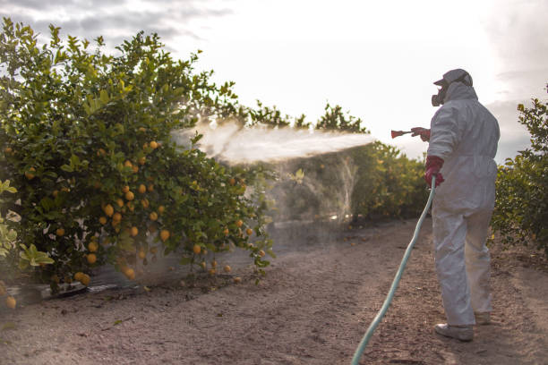 Best Bed Bug Extermination  in Richnd Heights, MO