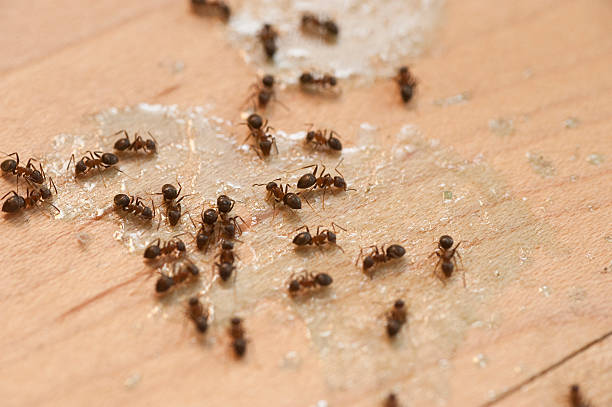 Best Affordable Pest Control Services  in Richnd Heights, MO