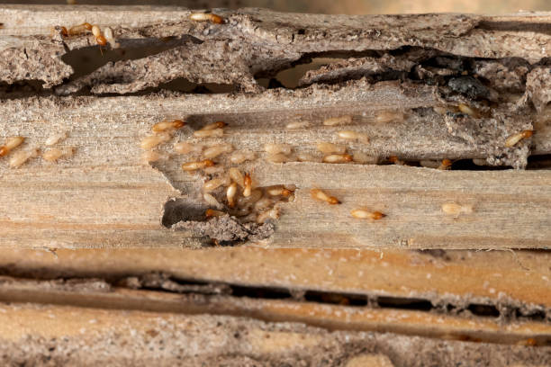 Best Local Pest Control Services  in Richnd Heights, MO